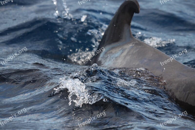 Dorsal Fin Dolphin Tenerife Atlantic Marine Mammals