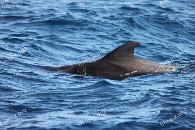 Dorsal Fin Dolphin Tenerife Marine Mammals Water