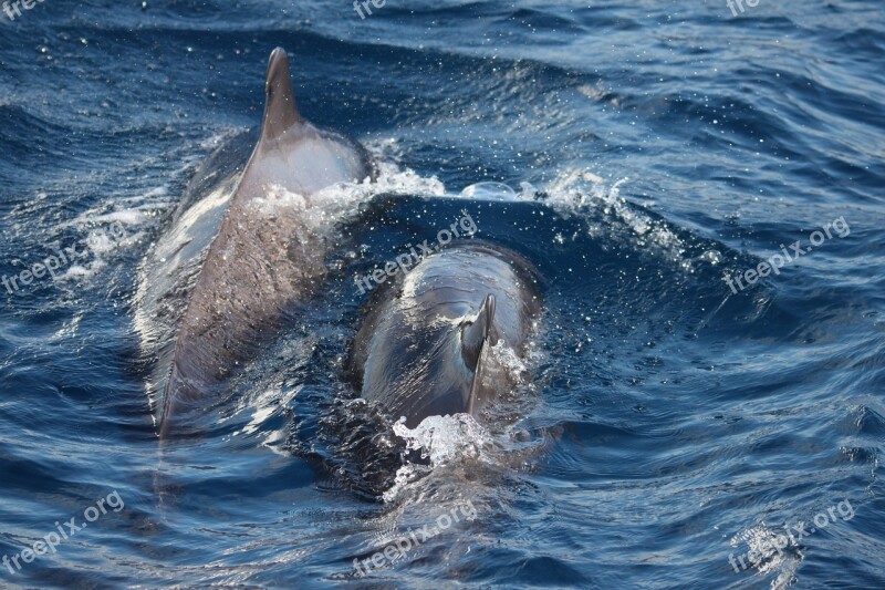 Dolphins Tenerife Canary Islands Nature Marine Mammals