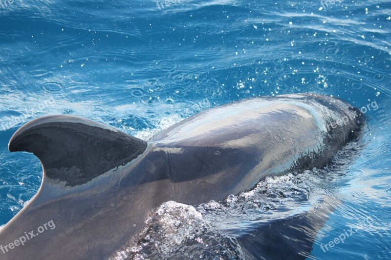 Dolphin Tenerife Canary Islands Dolphins Nature