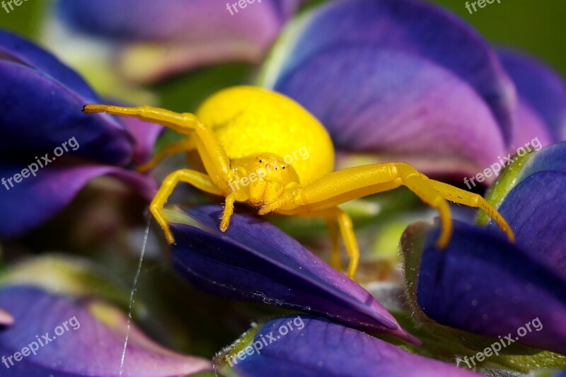 Spider Insect Macro Closeup Spider Meadow