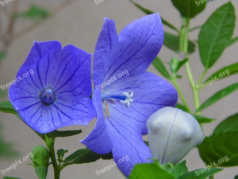 The Chinese Doorbell Balónovník Veľkokvetý Blue Flower Nature Free Photos