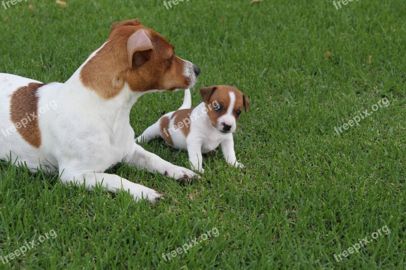 Pets Dogs Jack Russel Puppy Animal