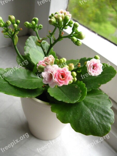 Kalanchoe Flower Pink Green White