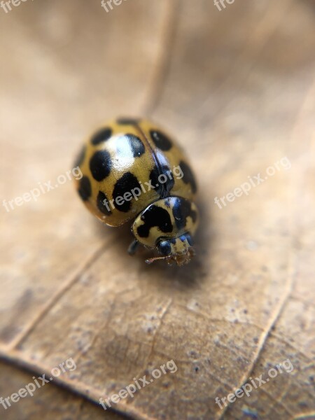 Ladybug Ladybird Insect Bug Nature