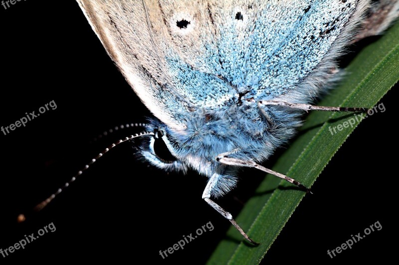 Butterfly Insect Macro Nature Butterflies łuskoskrzydłe