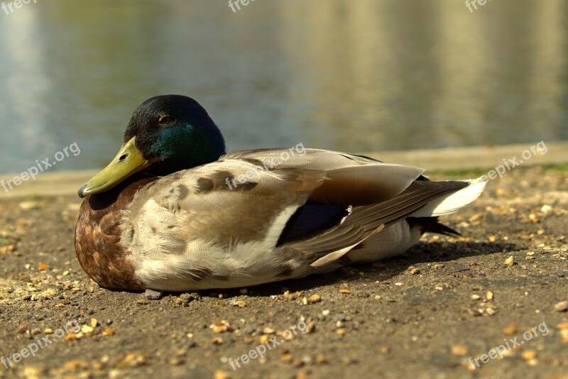 Duck By The River Bird Free Photos