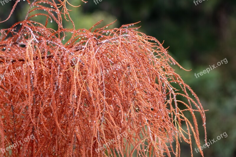 Autumn Fall Leaves Orange Season