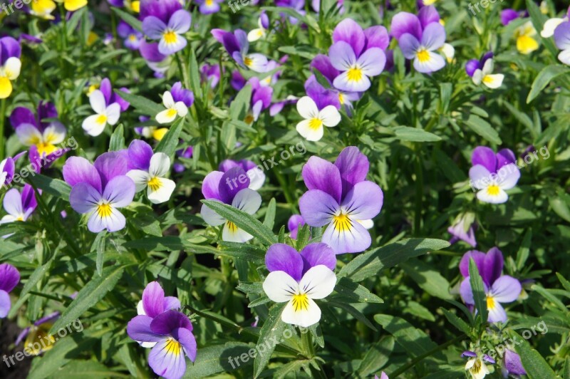 Flower Flowers Pansies Beautiful Flower Garden Flowers