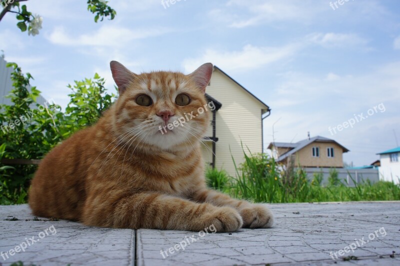 Cat Redhead Striped Pet Muzzle Cat