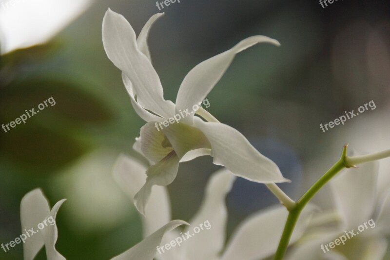 Orchid White Delicate Flower Gentle