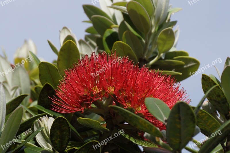 Pohutukawa New Zealand Native Tree Flower