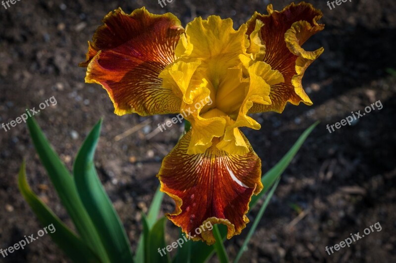 Iris Yellow Berry Flower Spring Presby Iris Gardens