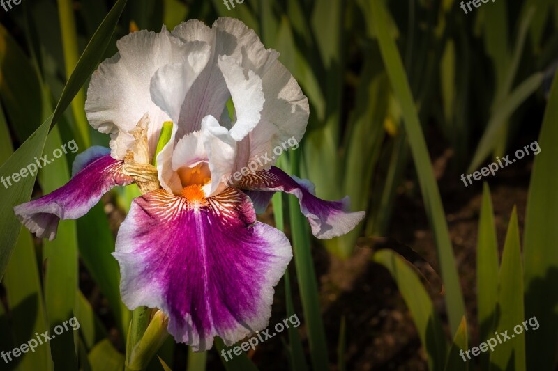 Iris White Magenta Flower Spring Presby Iris Gardens