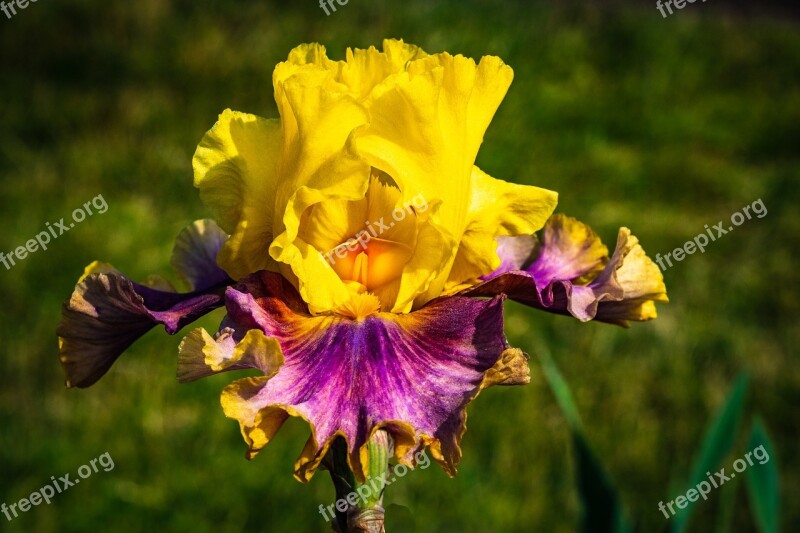 Iris Yellow Magenta Flower Spring Presby Iris Gardens