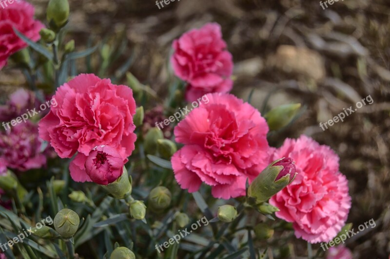 Flower Carnation Pink Carnation Carnations Spring Nature