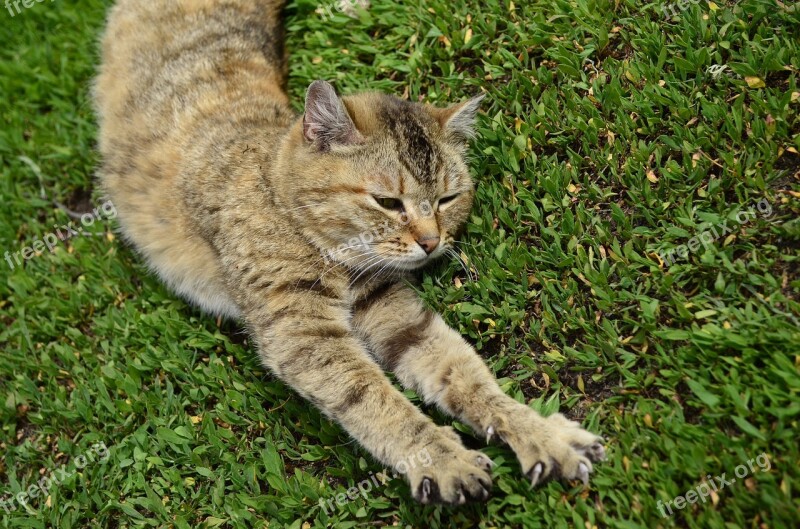 Cat Foot Cat Paws Animal Housecat