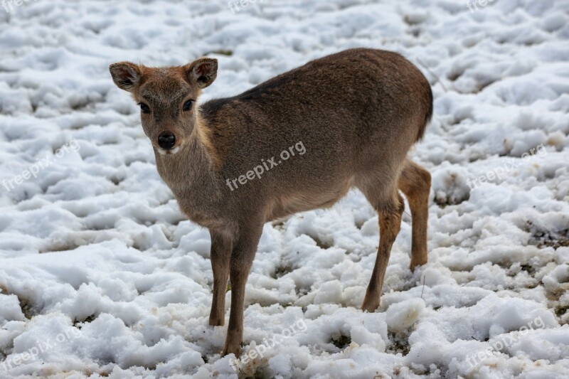 Roe Deer Winter Snow Wintering Cold