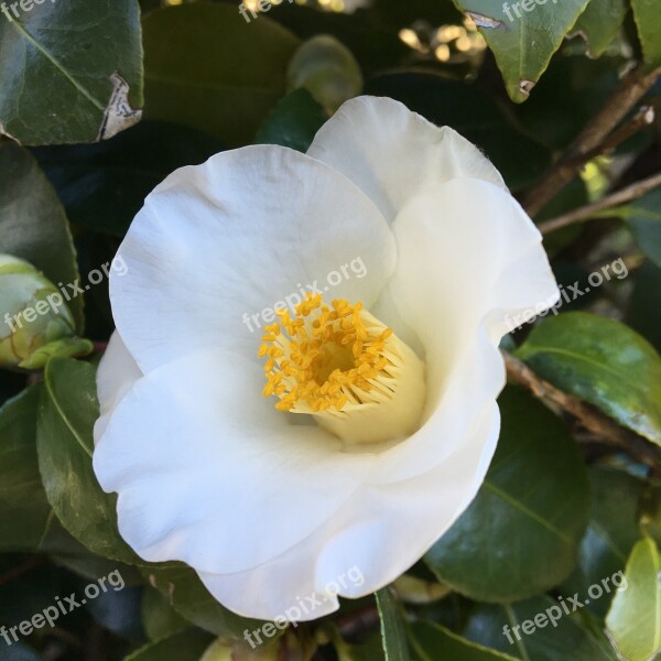 Camellia Close Up White Blossom Flora Grove