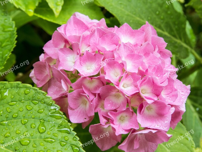 Hydrangea Plant Blossom Bloom Pink