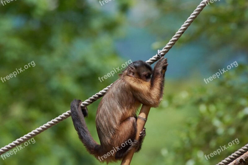 Capuchin Monkey Rope Climb Small