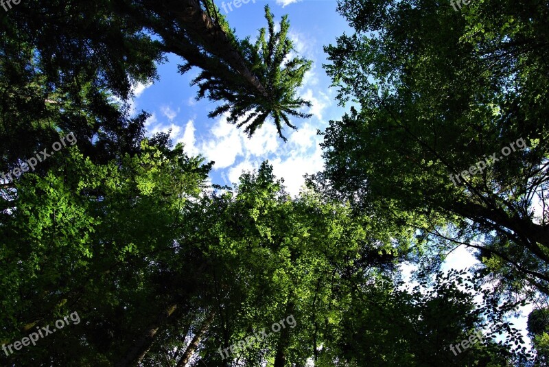 Forest Trees Branches Nature Tree