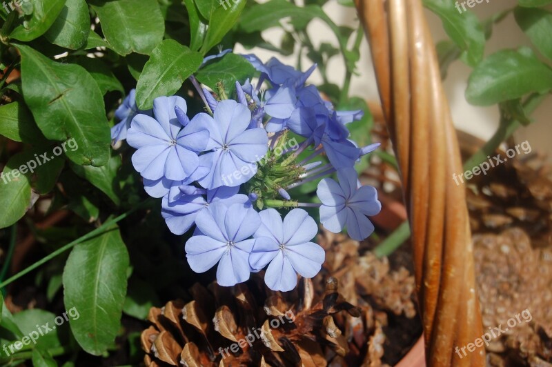 Plumbago Blue Flower Bloom Summer Free Photos