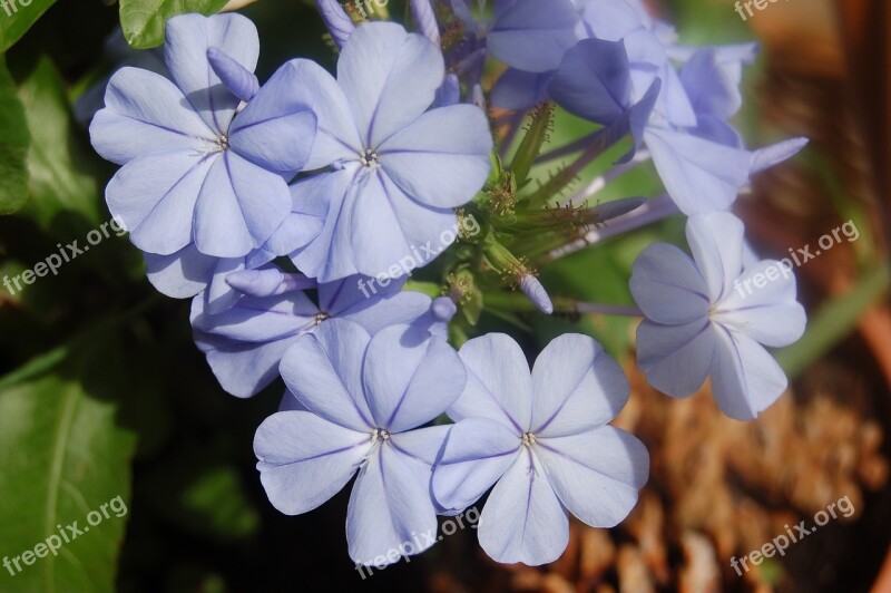 Plumbago Blue Flowers Bloom Flowers Summer Free Photos