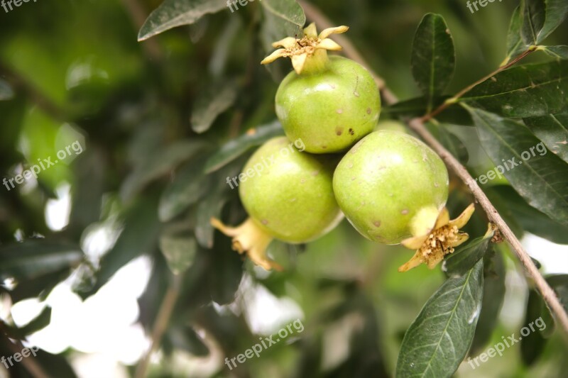 Pomegranate Pomegranate-raw Green Food Raw