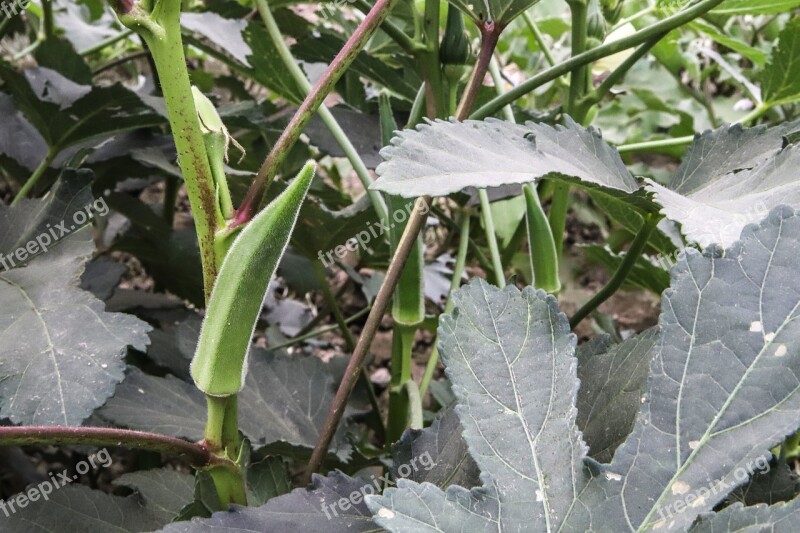 Lady-finger Farm Vegetable Nature Food