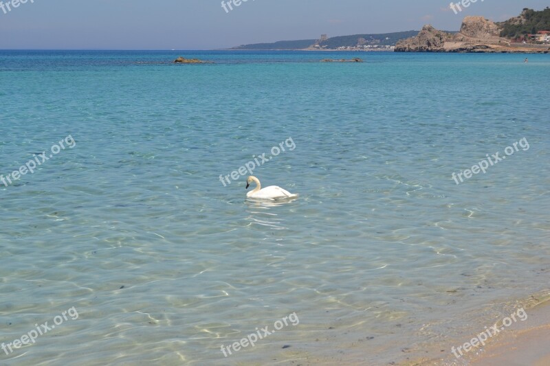 Cigno Sea Swan Nature Cygnus