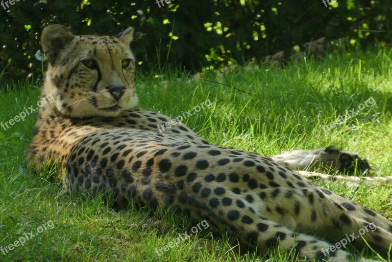 Cheetah Predator Zoo Planckendael Belgium