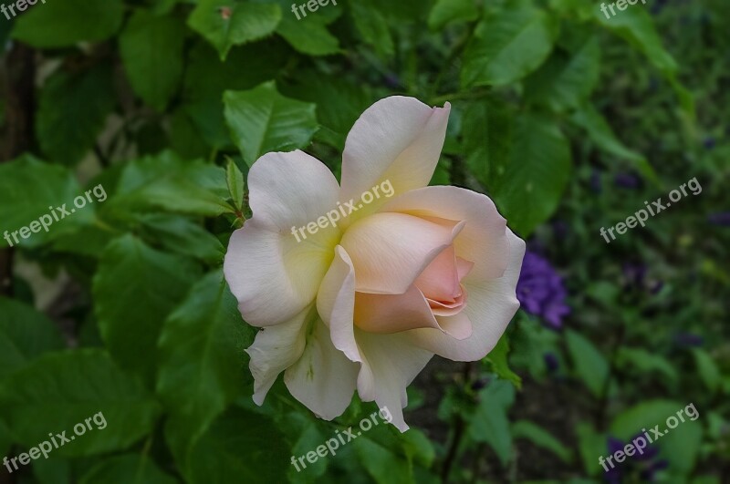 Garden Rose Nature Rose Petals Closeup