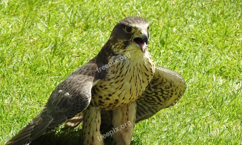 Bird Nature Green June After The Hunt