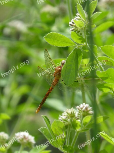 Dragonfly Dragonfly Amrilla Leaf Pond Greenery