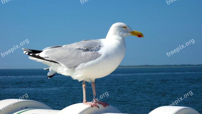 Seagull Bird Wadden Sea West Frisian Islands Sea