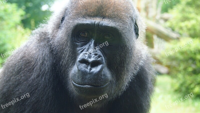 Gorilla Face Zoo Monkey Ape