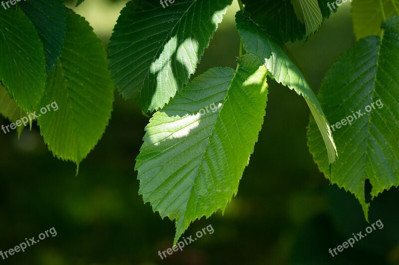 Leaves Green Elm Hanging Elm Leaf Structure