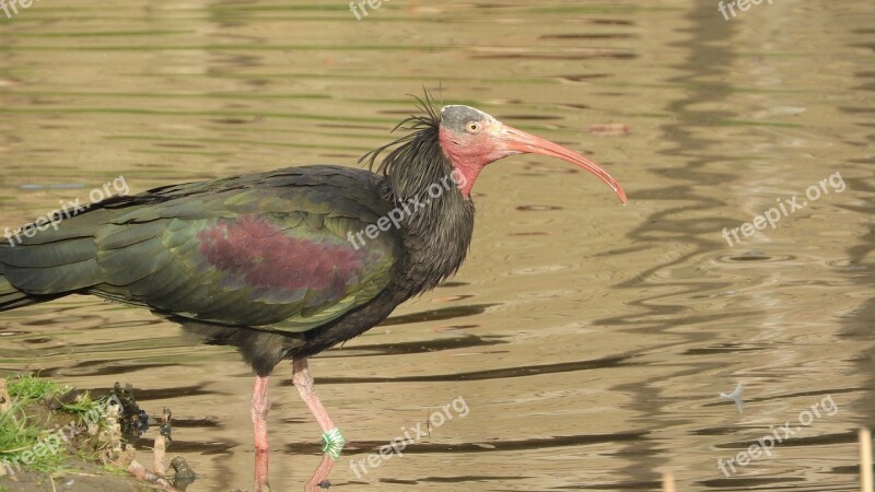 Geronticus Eremita Ibis Rock By The Water The Ibis In The Water The Prague Zoo