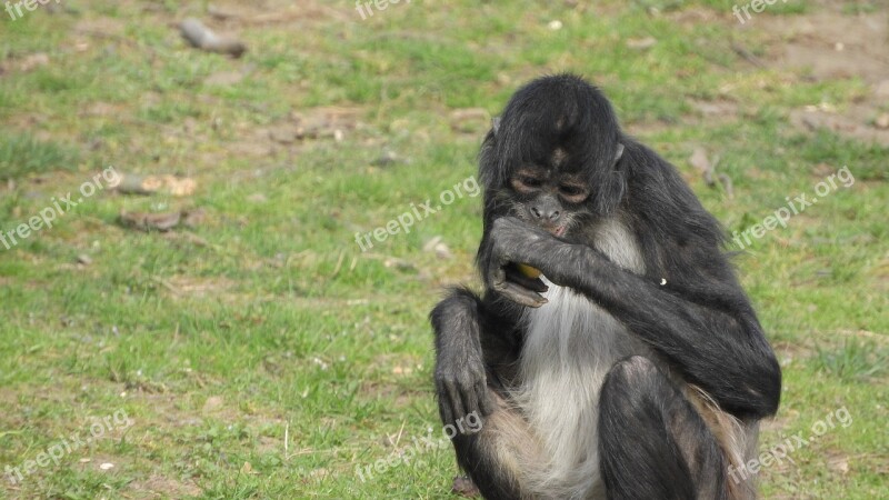 Ateles Geoffroyi Understood Geoffroy's Spider Monkey Feeding The Monkey With Food