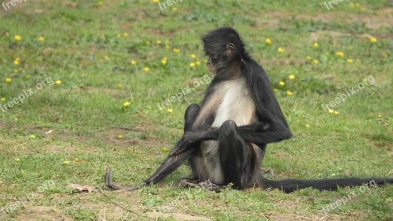 Ateles Geoffroyi Understood Geoffroy's Spider Monkey Rest Sitting