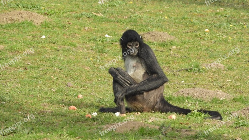 Ateles Geoffroyi Understood Geoffroy's Spider Monkey Rest Sitting