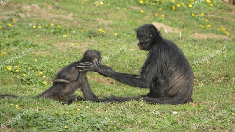 Ateles Geoffroyi Understood Geoffroy's Spider Monkey Mother And Cub Game