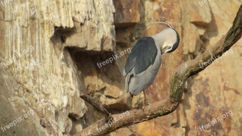 Night Heron Night Heron Night Nycticorax Nycticorax Hygiene Cleaning Feathers