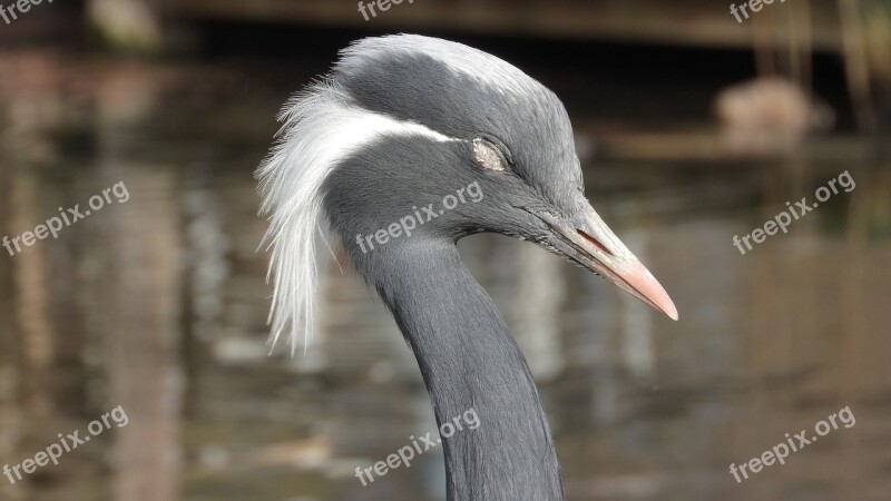 Anthropoides Virgo Crane Virgin Crane Bird Head