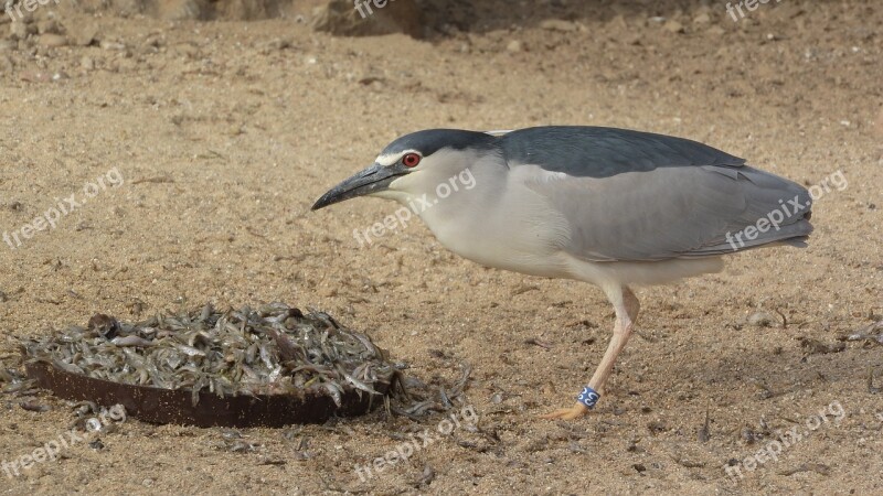 Night Heron Night Heron Night Nycticorax Nycticorax Feeding The Prague Zoo