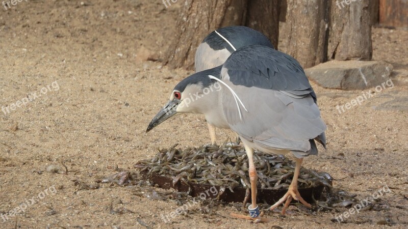 Night Heron Night Heron Night Nycticorax Nycticorax Couple Feeding