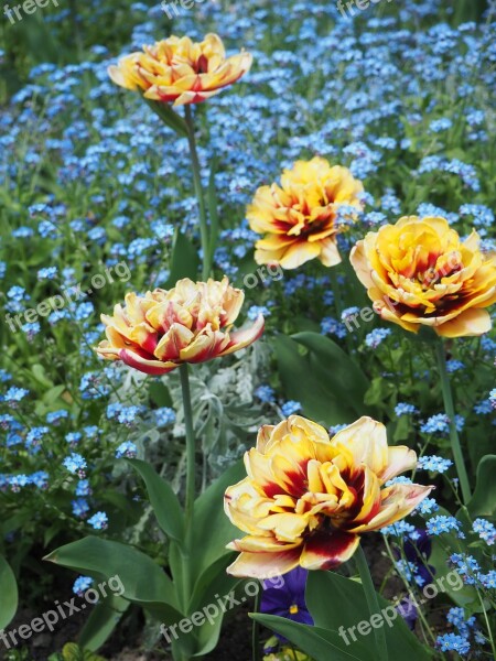 Flowers Yellow Paris Park Parc Des Buttes