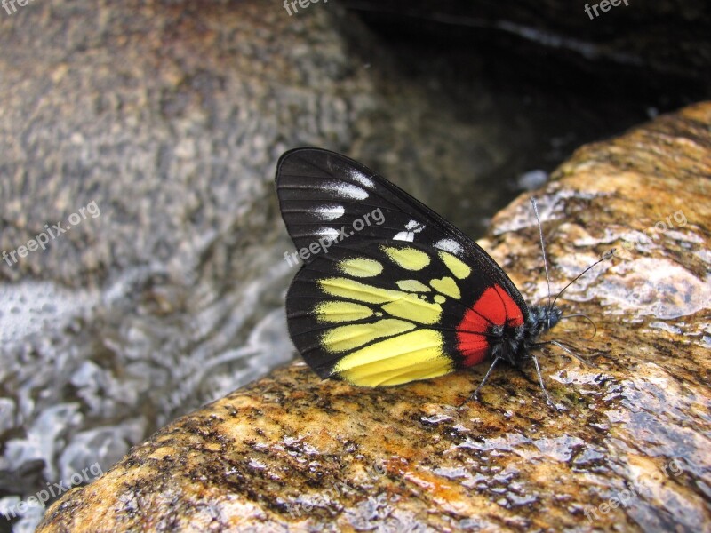 Butterfly Red Spot Jezebel Jezebel Lepidoptera Free Photos