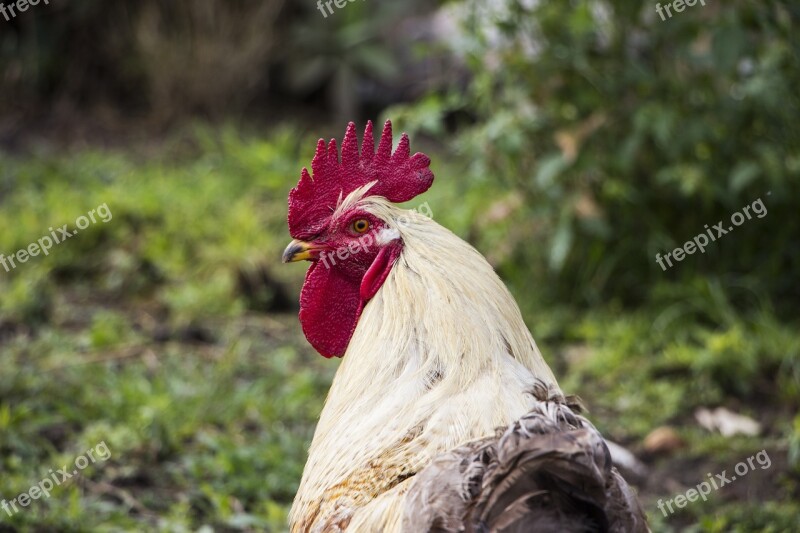 Rooster Chicken Animal Bird Poultry